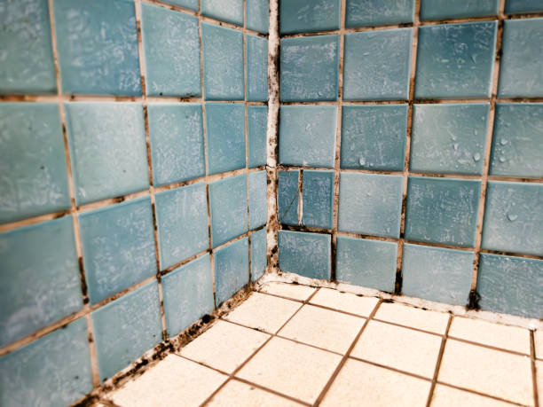 Best Black Mold Removal  in West Babylon, NY
